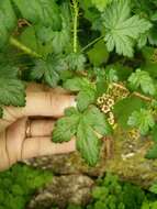 Image of prickly currant