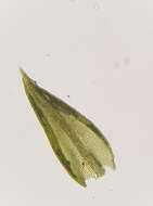 صورة Pseudocrossidium hornschuchianum Zander 1979