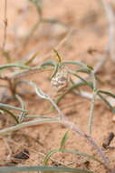 صورة Astragalus ceramicus Sheldon