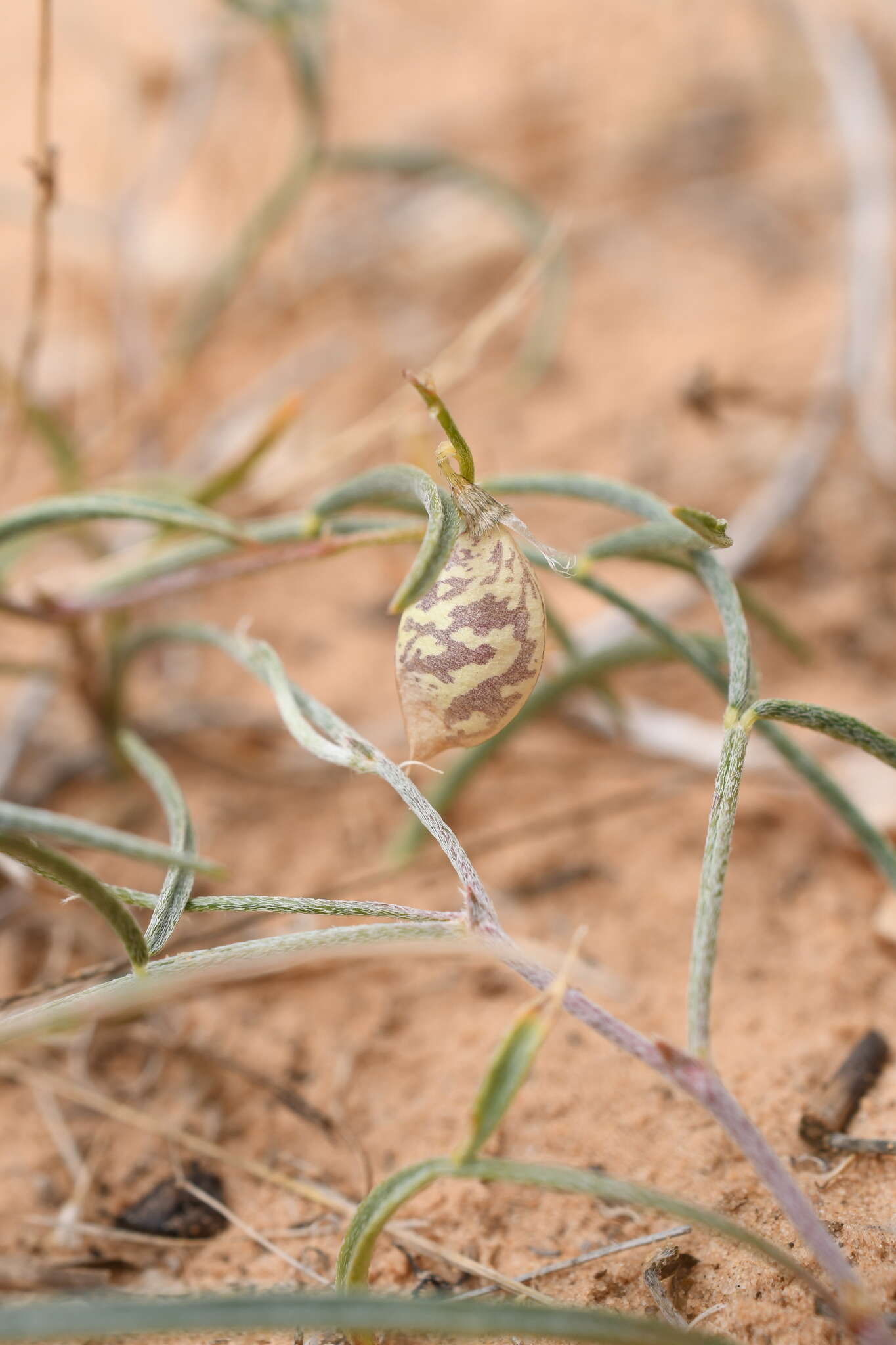 صورة Astragalus ceramicus Sheldon