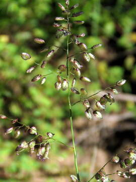 Image of Eragrostis obtusa Munro ex Ficalho & Hiern