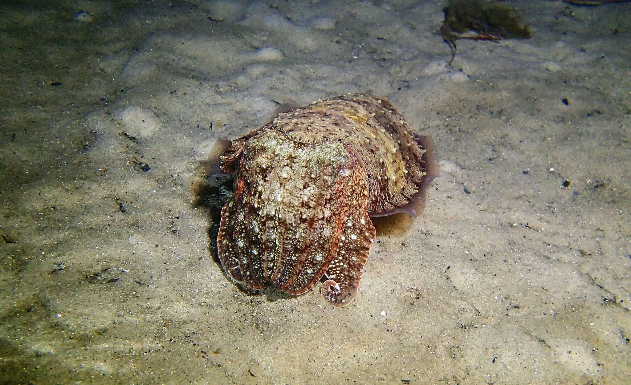 Image of Whitley’s cuttlefish