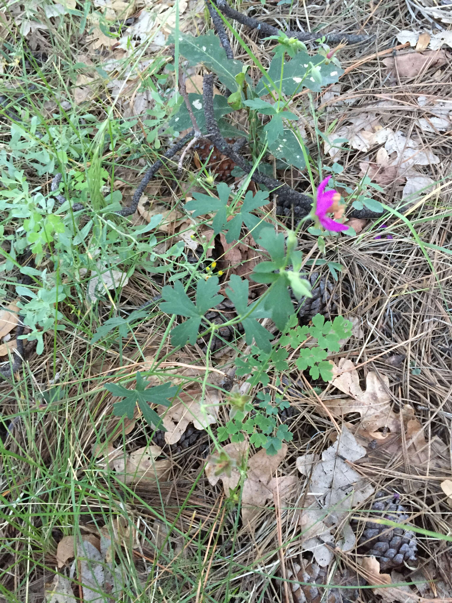 Image of pineywoods geranium