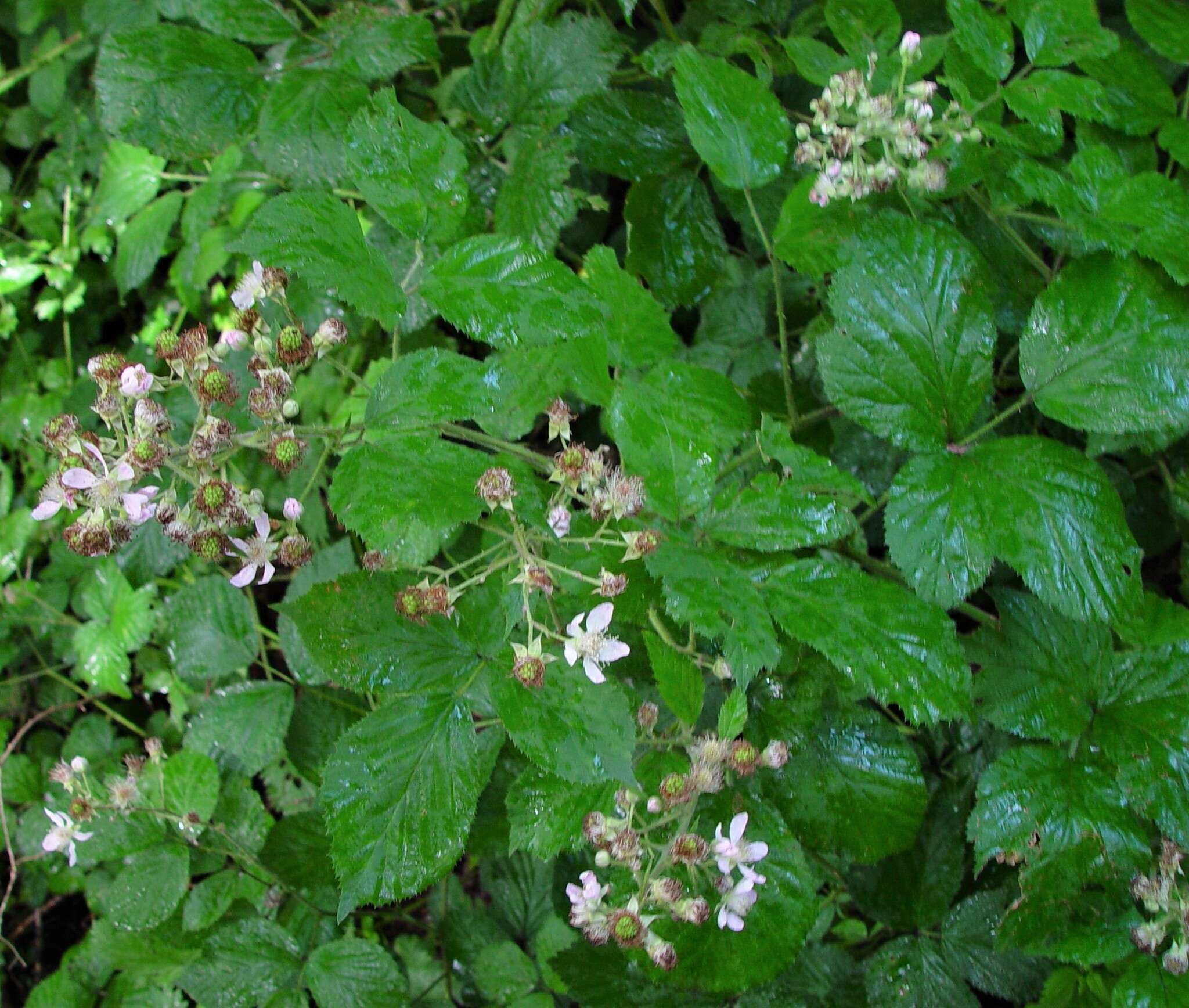 صورة Rubus bartonii Newton