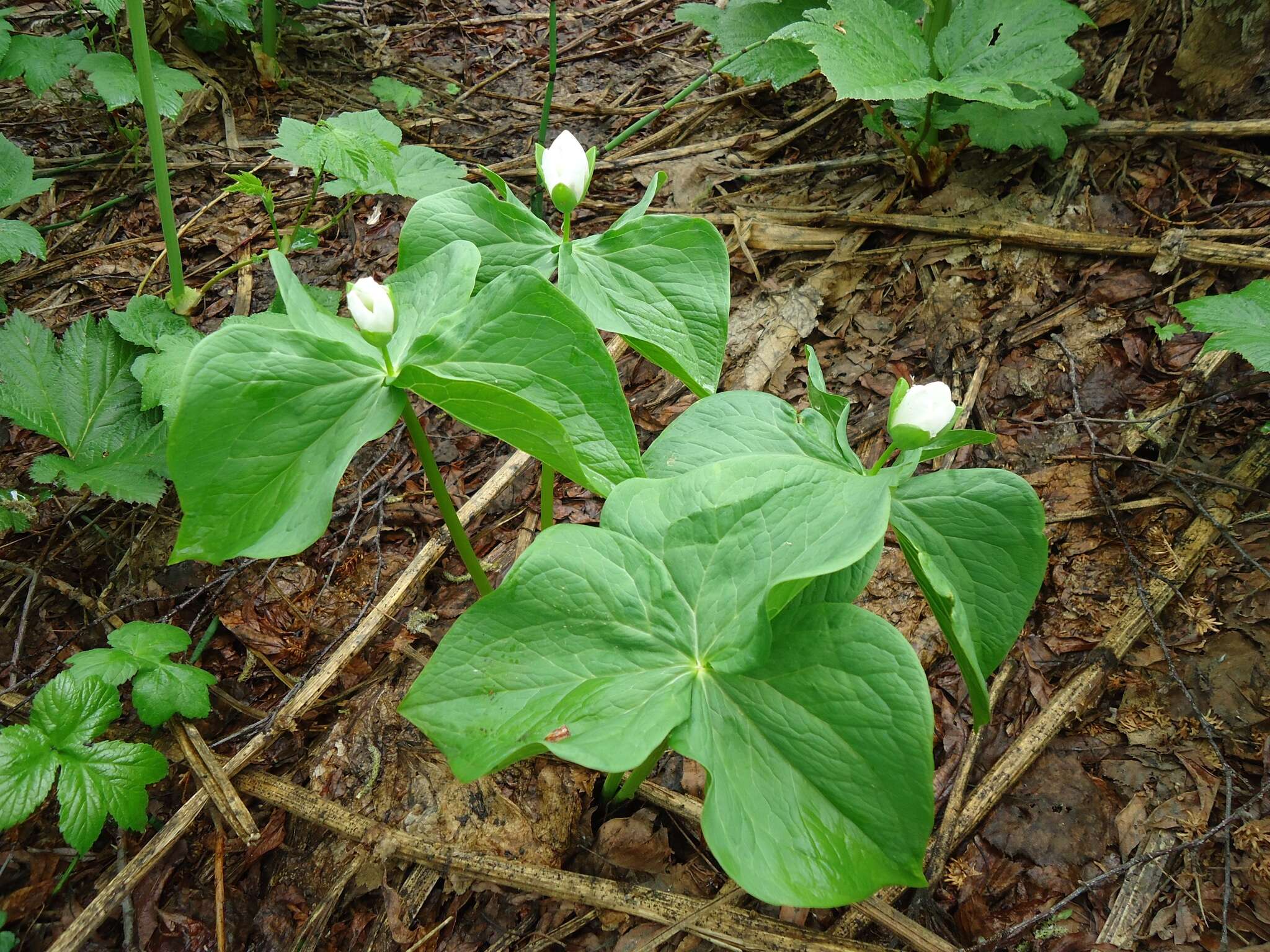 Image of Trillium camschatcense Ker Gawl.