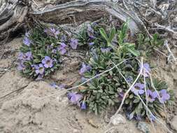 Image of Yampa beardtongue