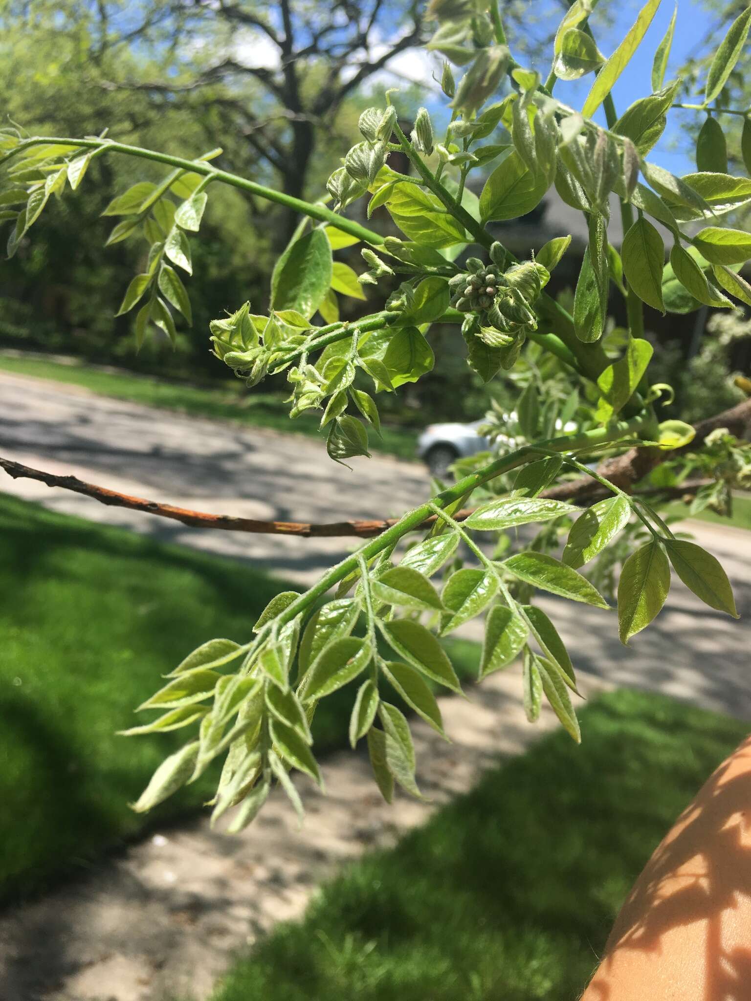 Plancia ëd Gymnocladus dioica (L.) K. Koch