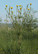 Image of Tragopogon dasyrhynchus Artemczuk