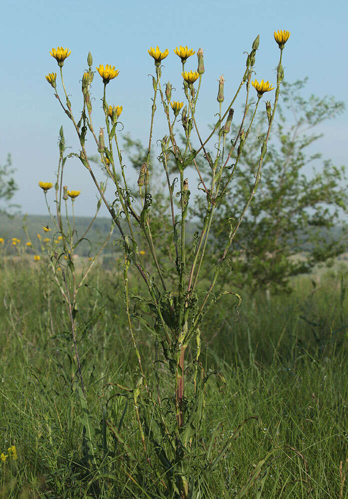 Image of Tragopogon dasyrhynchus Artemczuk