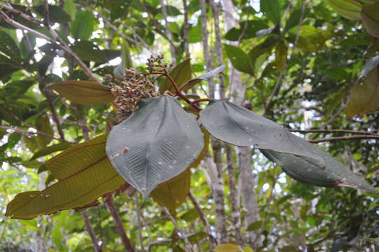 صورة Miconia serrulata (DC.) Naud.