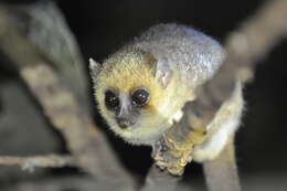 Image of Goodman's Mouse Lemur
