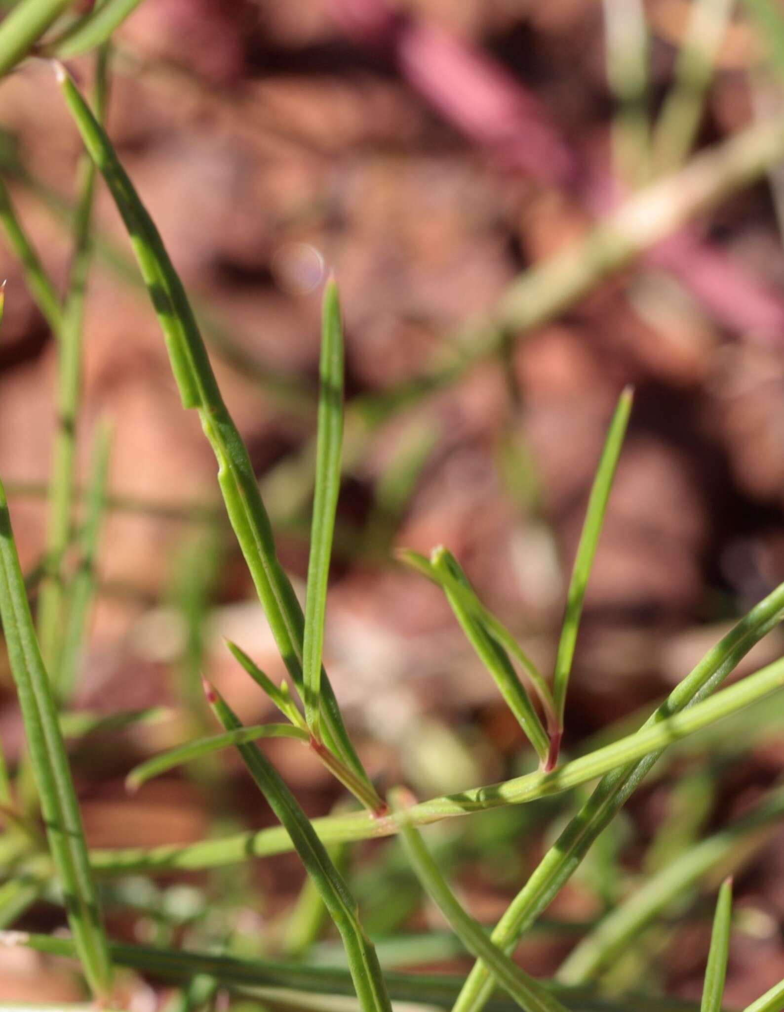 Image of Ptilotus spicatus F. Müll. ex Benth.