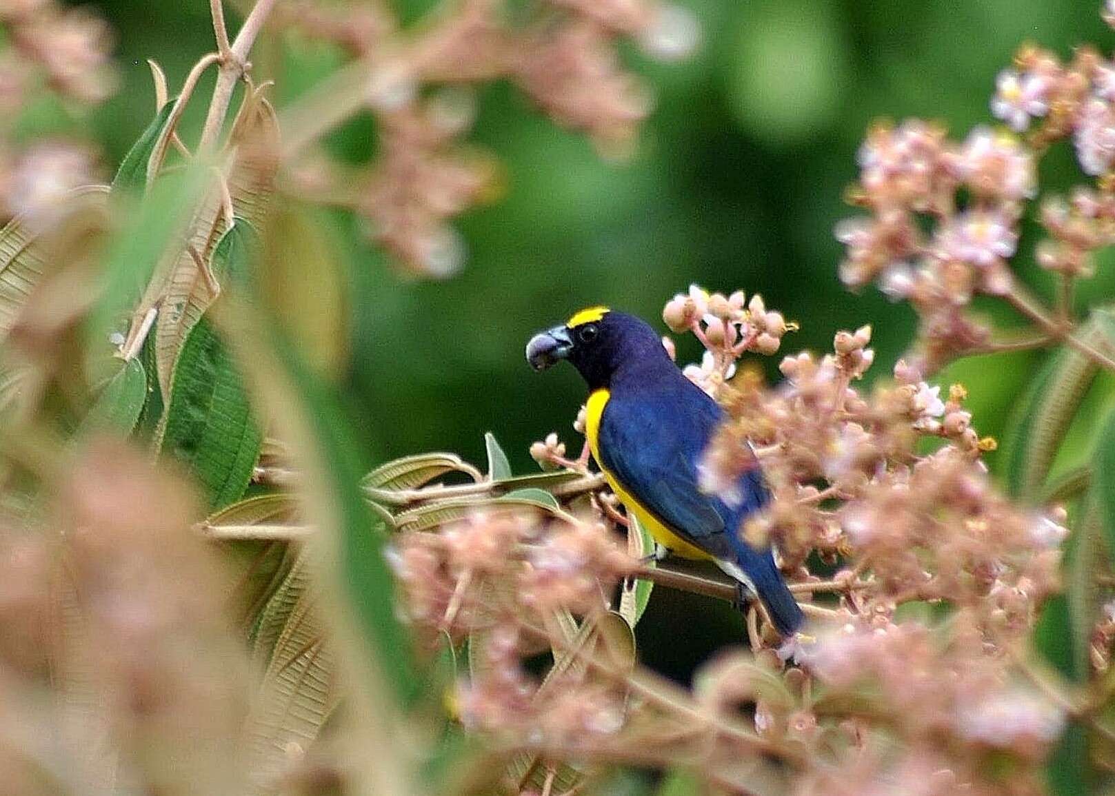 Image de Euphonia godmani