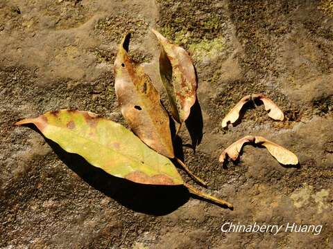 صورة Acer oblongum subsp. oblongum