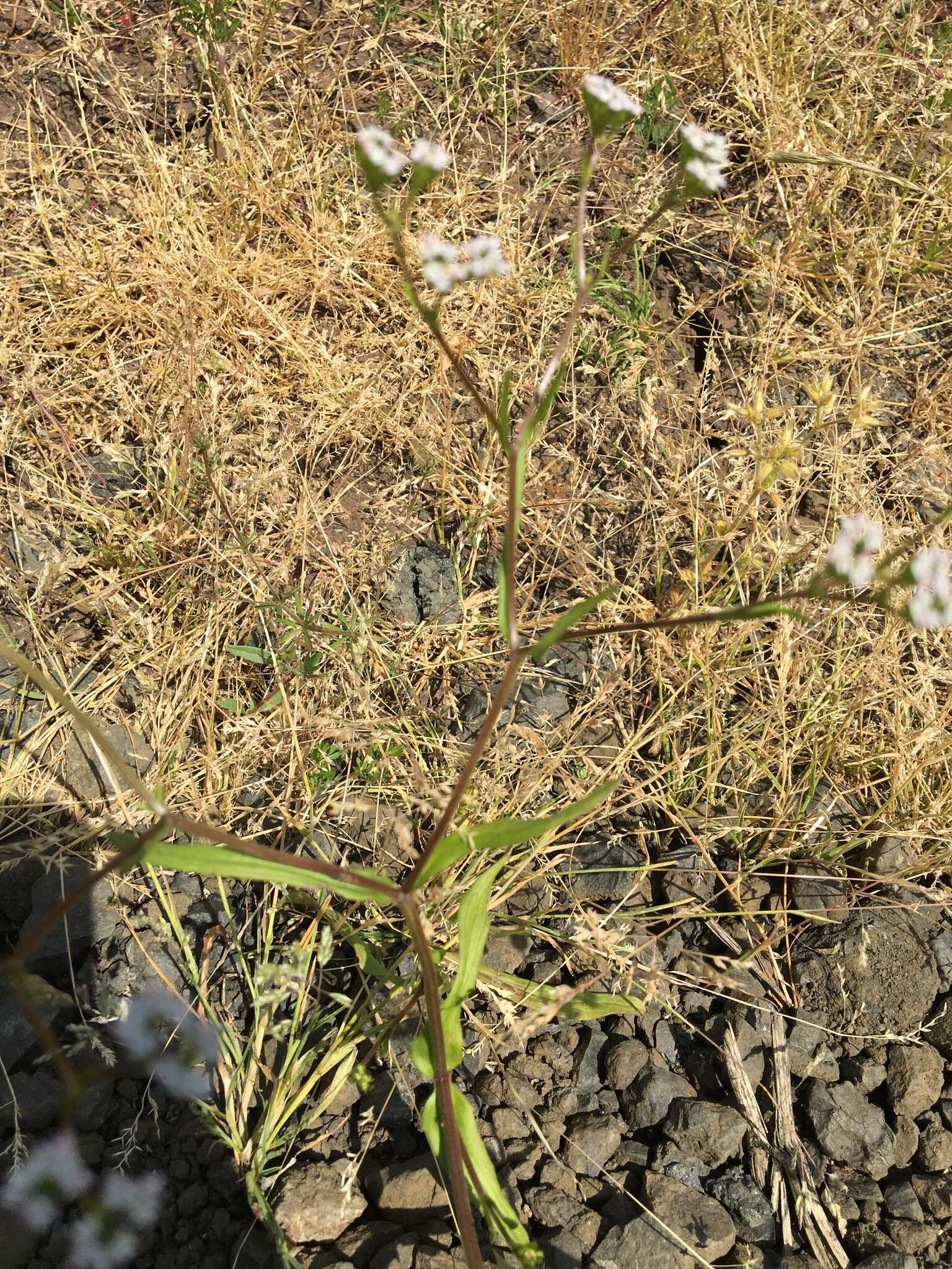 Image of Lewiston cornsalad