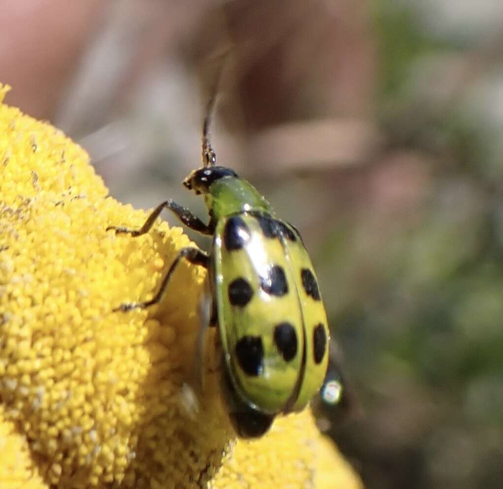 Image of Diabrotica undecimpunctata undecimpunctata Mannerheim 1843