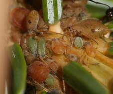 Image of Aphid