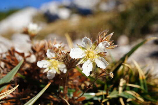 Image of Potentilla caulescens L.