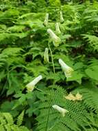 Imagem de Aconitum reclinatum A. Gray