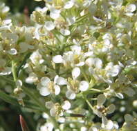 Image de Lepidium fremontii S. Watson