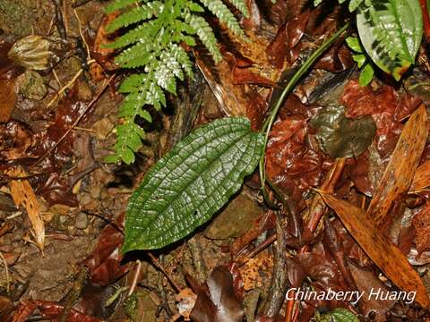 Image of Smilax riparia A. DC.