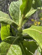 Image of tobacco