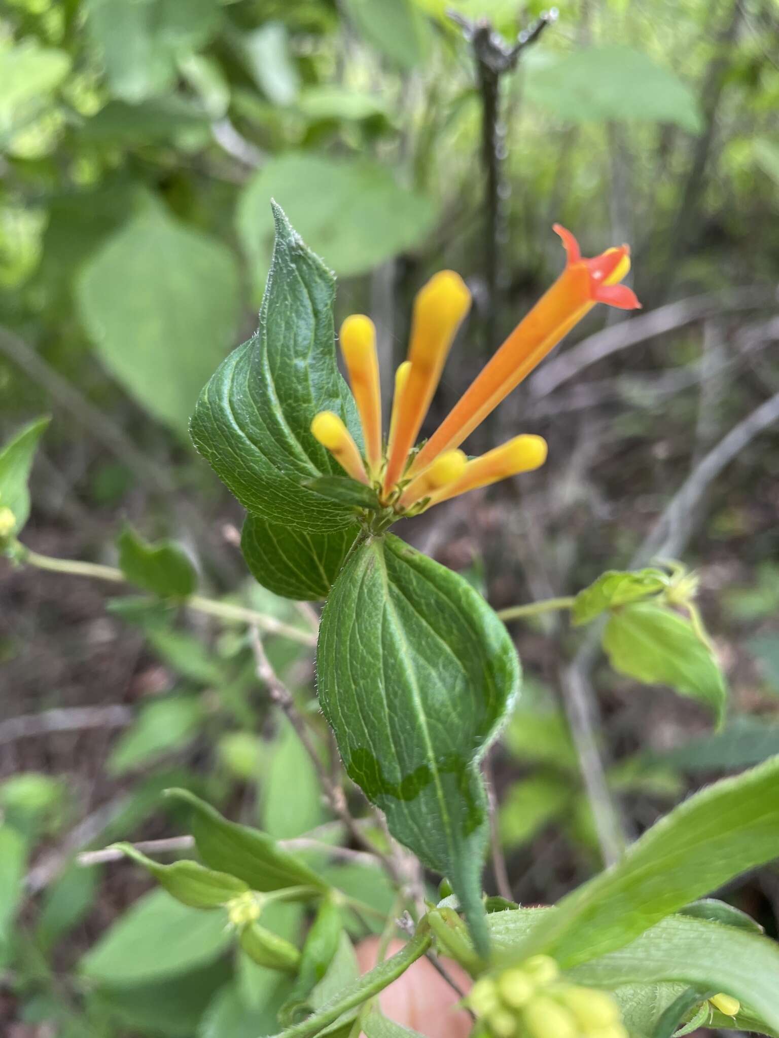 Plancia ëd Bouvardia laevis M. Martens & Galeotti