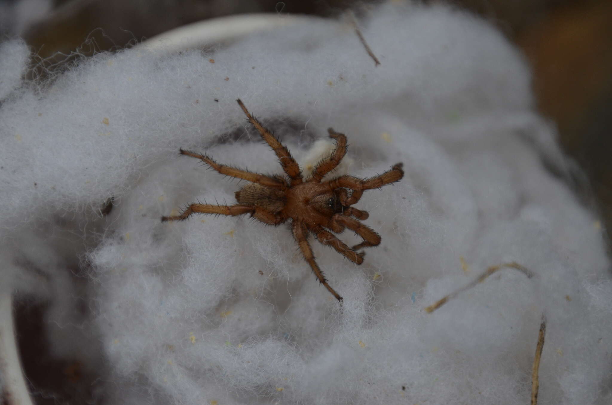 Image of Aptostichus cabrillo Bond 2012