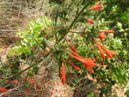 Image of Scarlet Gilia