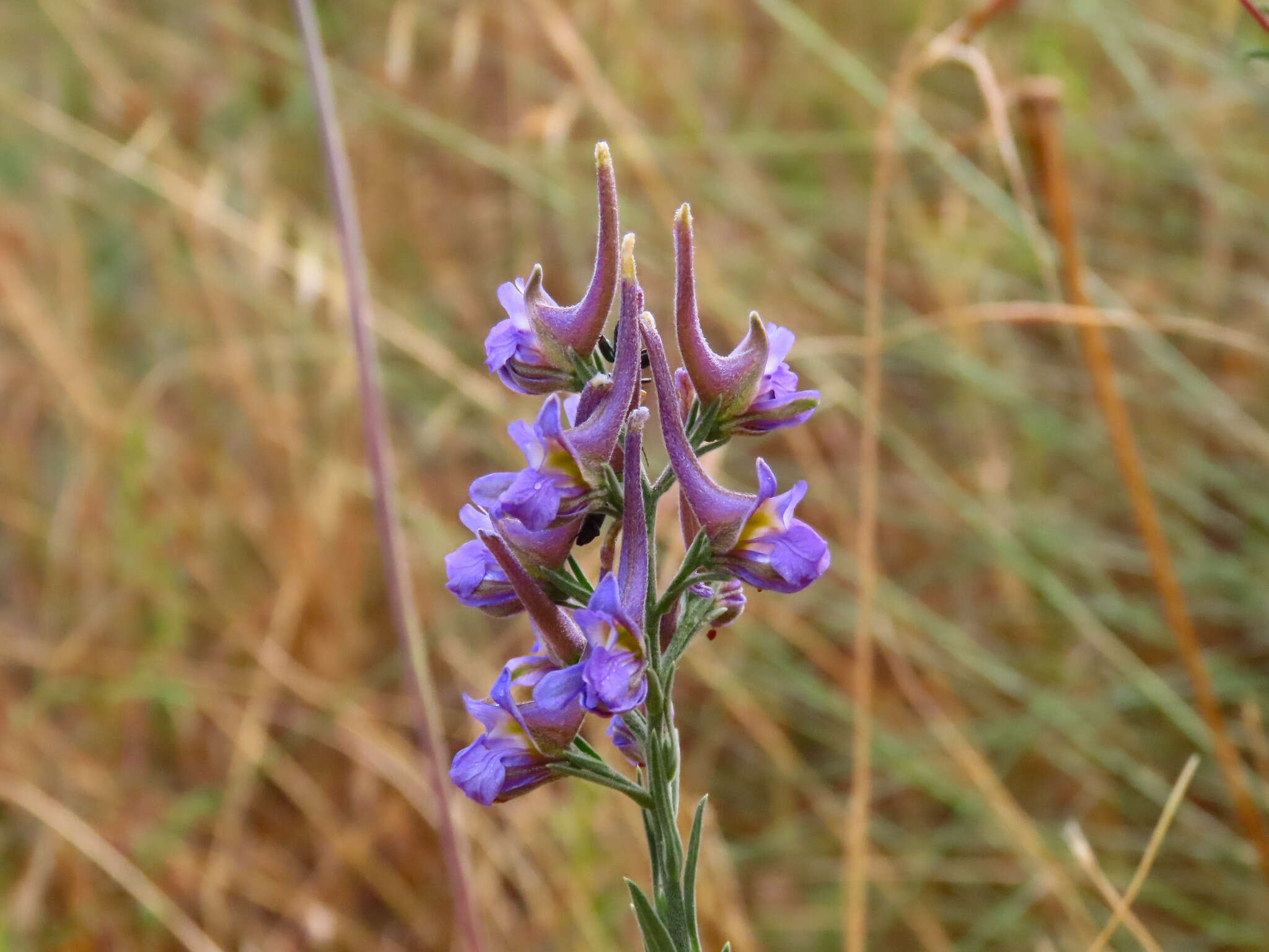 Delphinium halteratum Sm.的圖片