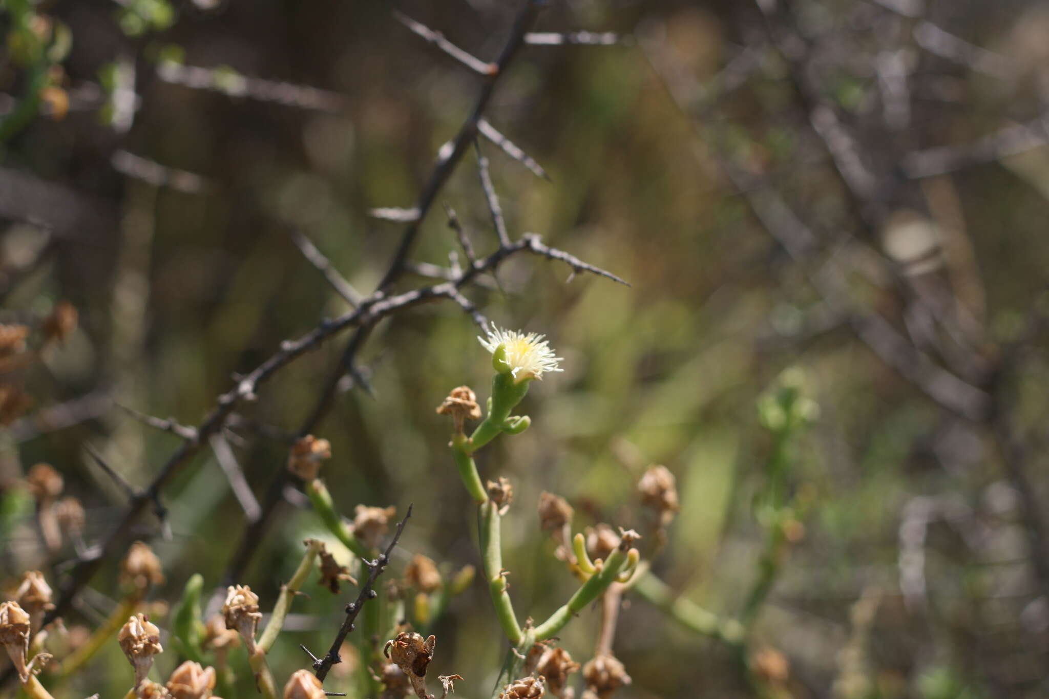 صورة Mesembryanthemum geniculiflorum L.