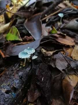 Image of Mycena cyanocephala Singer 1969