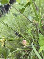 Image of Cucullia lilacina Schaus 1898