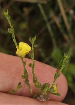 Image of stiff yellow flax