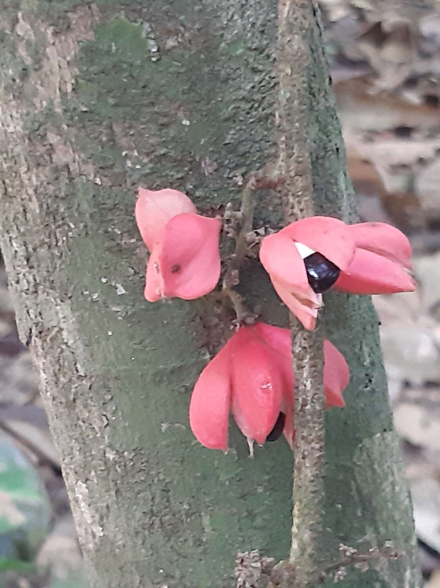 Слика од Paullinia turbacensis Kunth