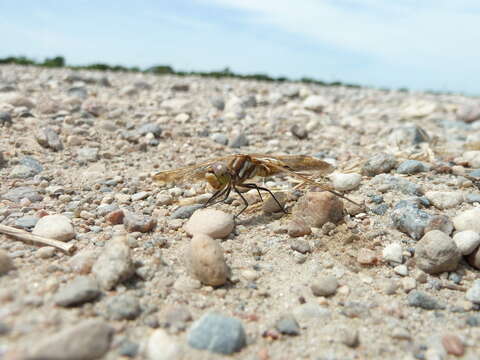 Image of Red-veined Meadowhawk