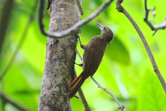 Image of Cocoa Woodcreeper