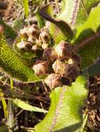 Asclepias jaliscana Robinson的圖片