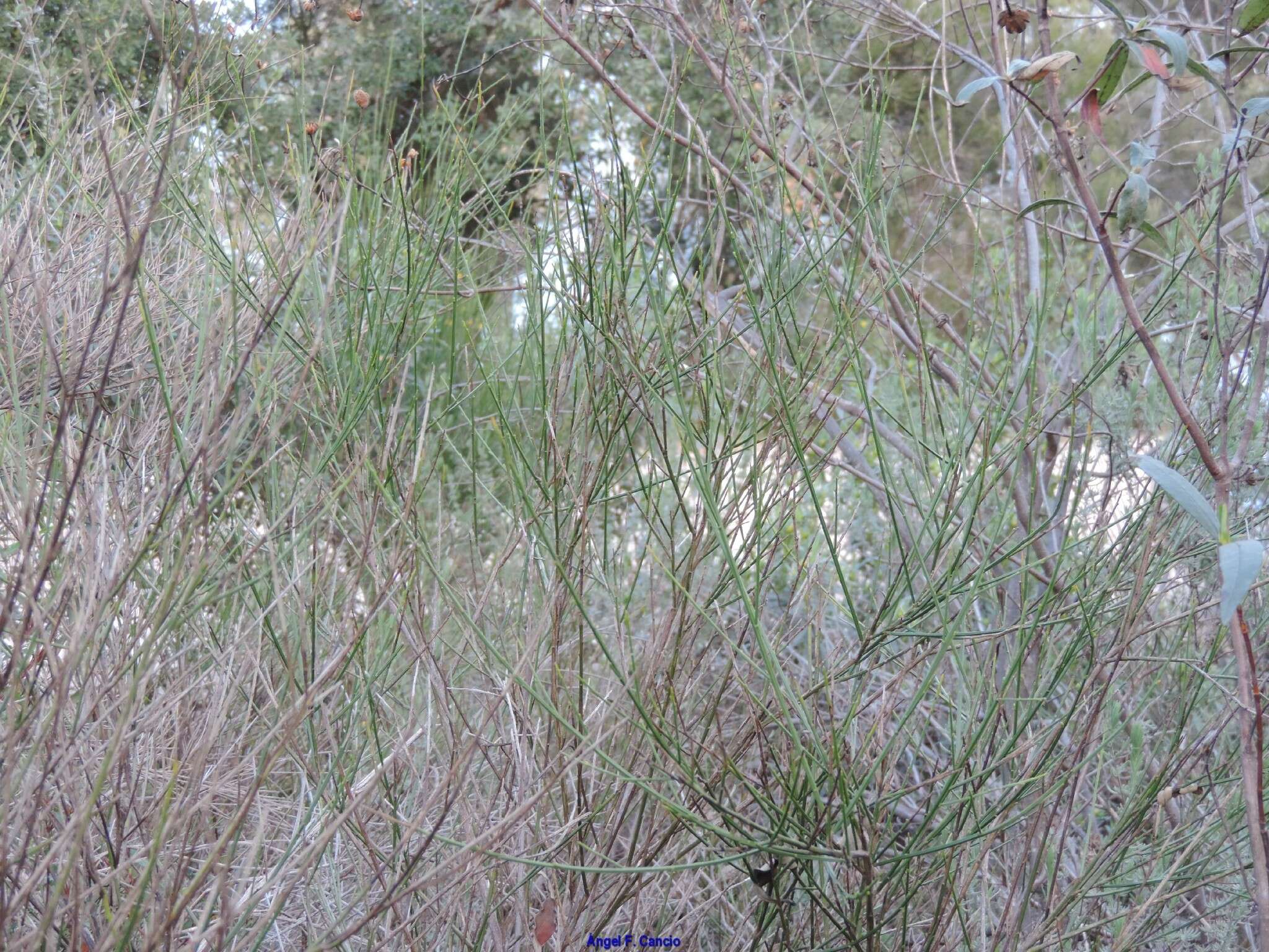 صورة Genista polyanthos Willk.