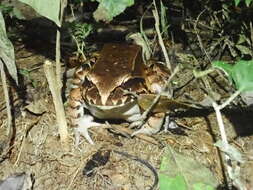 صورة Leptodactylus pentadactylus (Laurenti 1768)