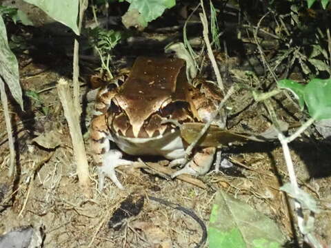 Image of Slender-fingered Bladder Frog