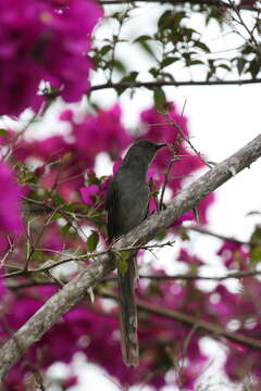 Image of Long-tailed Sibia