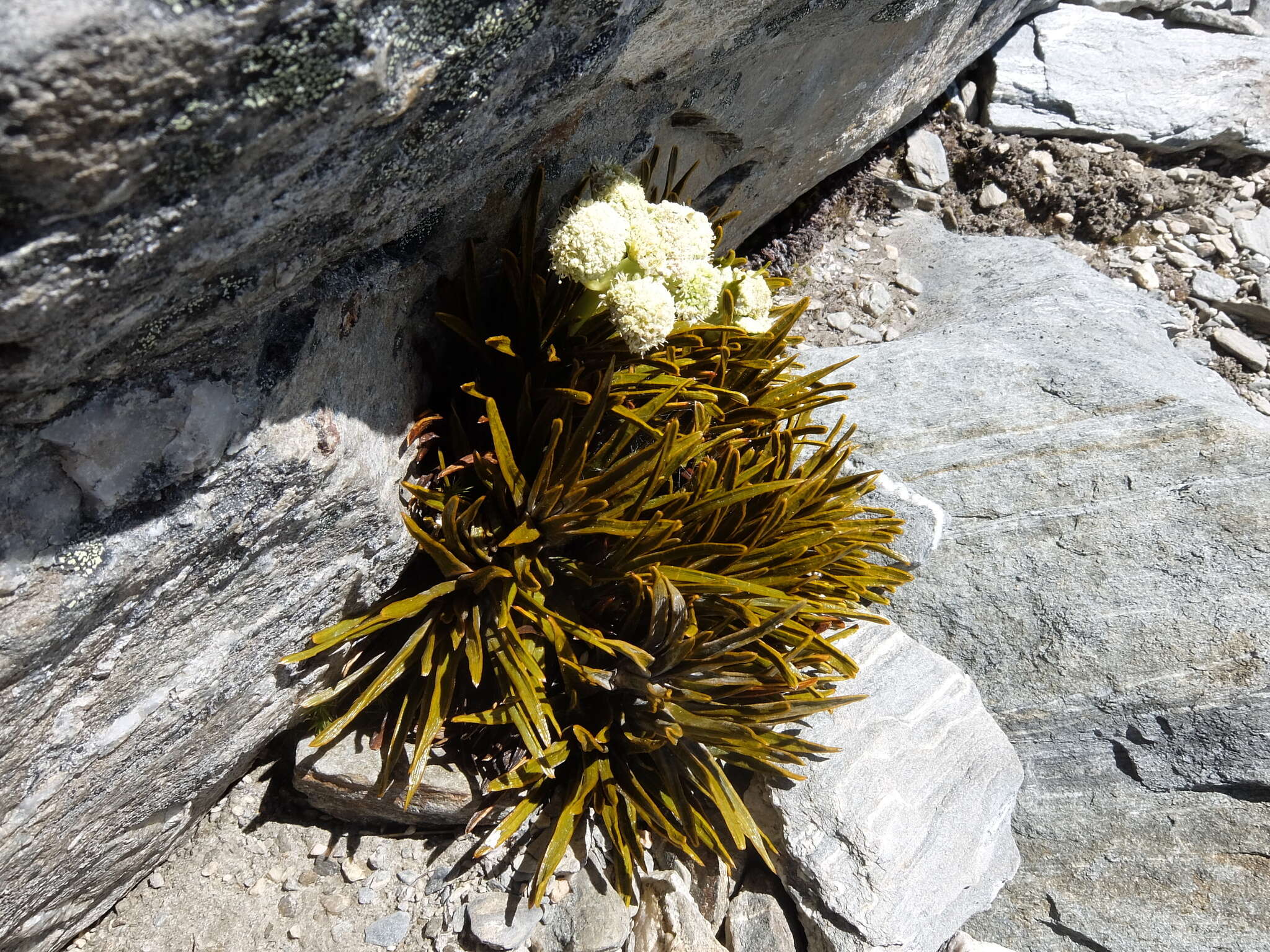 Image of Aciphylla simplex Petrie