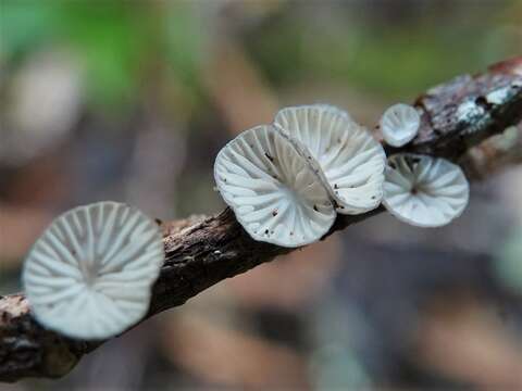 Image de Hohenbuehelia cyphelliformis (Berk.) O. K. Mill. 1986