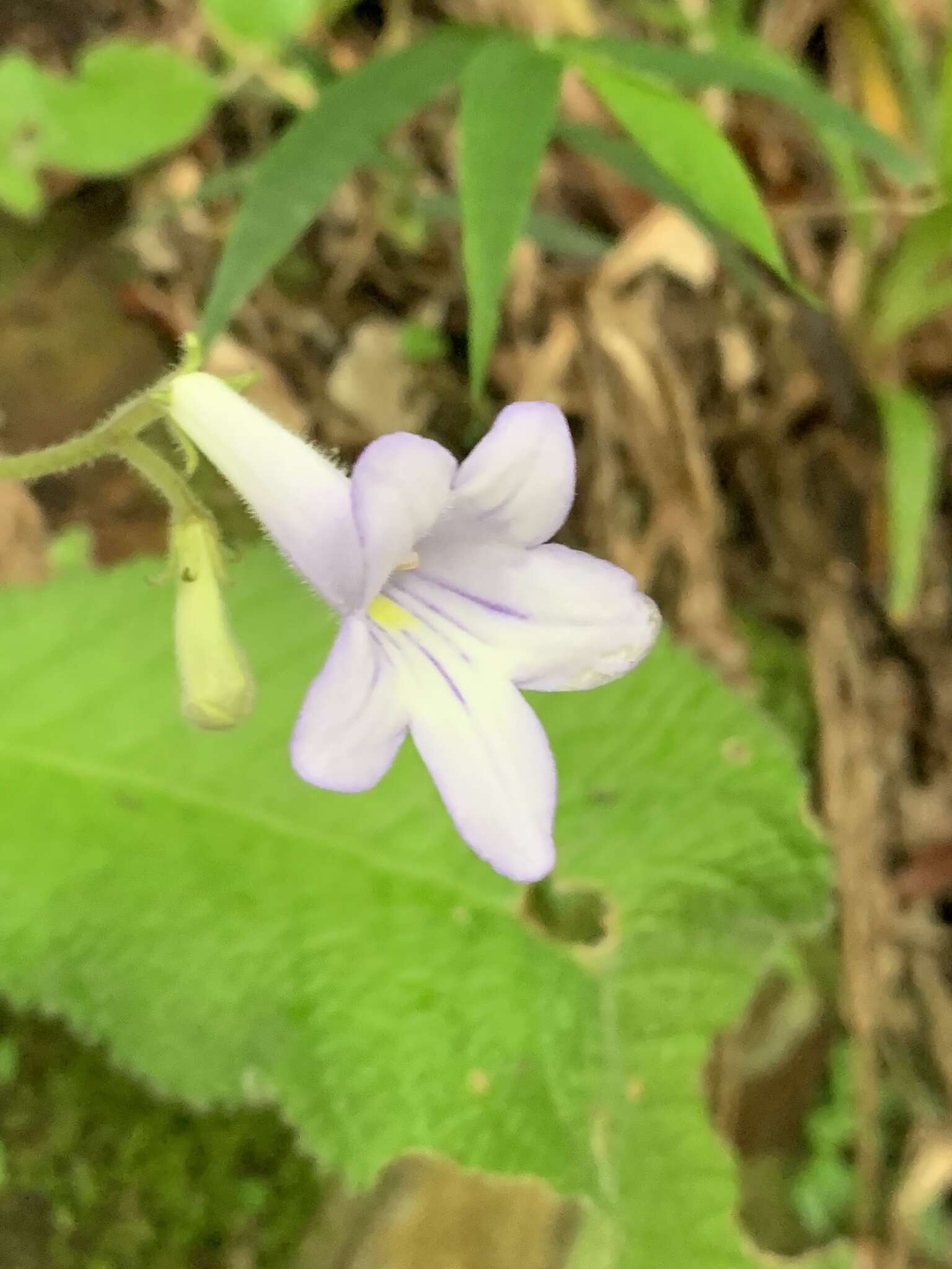 Plancia ëd Streptocarpus cyaneus subsp. nigridens Weigend & T. J. Edwards