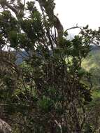 Image of Koolau Range Cheesewood