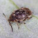 Image of Bean seed beetle