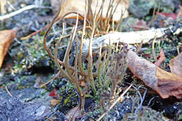 Image of cup lichen