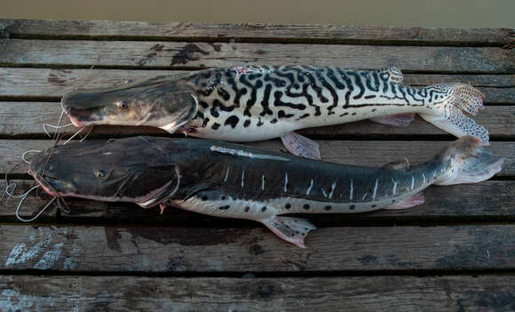 Image of Tiger catfish