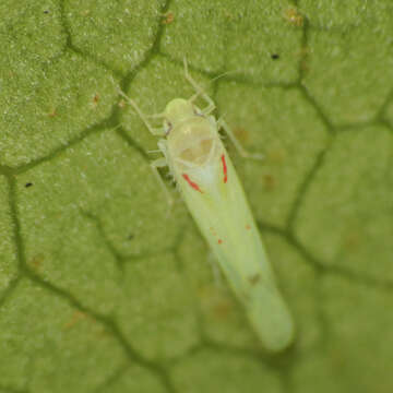 Image of Blackberry Leafhopper